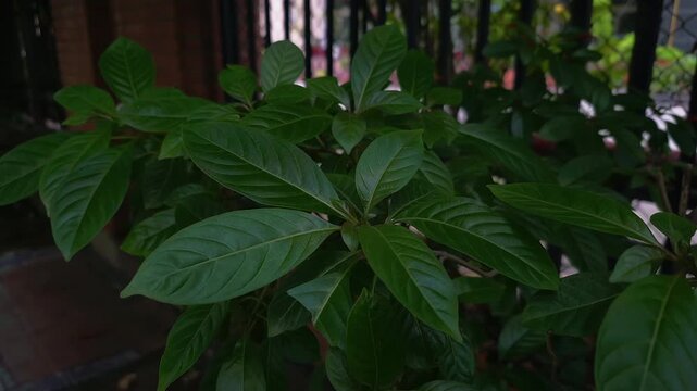 Wide leaves of a lush green dark plant swaying with the wind look full and vibrant. Their soft motion adds a sense of calm to the outdoor space.