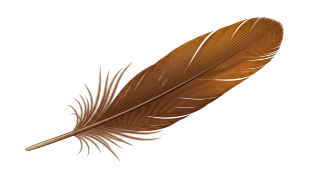 Isolated graceful brown feather lies diagonally, with detailed texture and elegance