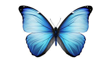 Isolated Morpho butterfly, close-up of open wings, stunning detail and pattern beauty, insect life