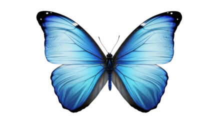 Isolated Morpho butterfly, close-up of open wings, stunning detail and pattern beauty, insect life