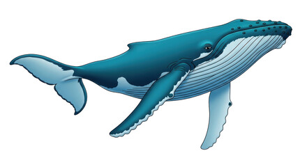 Isolated humpback whale illustration, marine animal, ocean wildlife, nautical themes