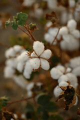 Close-up of fluffy white cotton flowers on a cotton field under warm sunlight. Natural soft texture symbolizing purity, comfort, and organic farming.