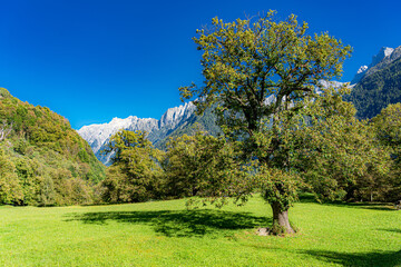 Blick vom Bergdorf SoglioBergell, Soglio, Berge: li: Piiz Bregaglia (2961m), Cima da Splüga (3046m) Piz Bacun (3244m), hinter Kastanie: Roda Val della Neve (2683m)
