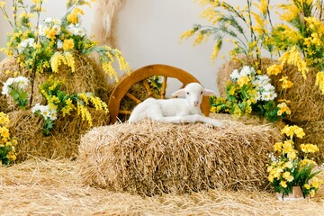 Adorable lamb among blue fence
