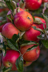 Peaceful apple orchard landscape in autumn, filled with ripe fruit, ideal for agriculture, harvest, and rural lifestyle imagery. Red apples hanging on tree branches under natural sunlight.