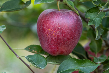 Peaceful apple orchard landscape in autumn, filled with ripe fruit, ideal for agriculture, harvest, and rural lifestyle imagery. Red apples hanging on tree branches under natural sunlight.