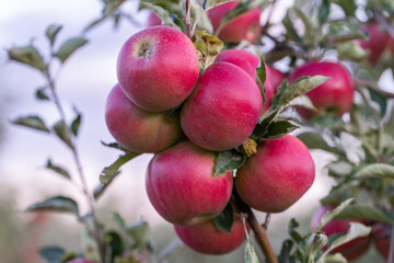 Peaceful apple orchard landscape in autumn, filled with ripe fruit, ideal for agriculture, harvest, and rural lifestyle imagery. Red apples hanging on tree branches under natural sunlight.