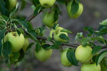 Peaceful apple orchard landscape in autumn, filled with ripe fruit, ideal for agriculture, harvest, and rural lifestyle imagery. Red apples hanging on tree branches under natural sunlight.