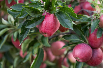 Peaceful apple orchard landscape in autumn, filled with ripe fruit, ideal for agriculture, harvest, and rural lifestyle imagery. Red apples hanging on tree branches under natural sunlight.