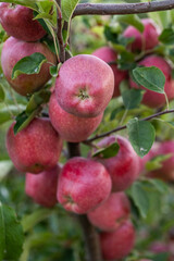 Peaceful apple orchard landscape in autumn, filled with ripe fruit, ideal for agriculture, harvest, and rural lifestyle imagery. Red apples hanging on tree branches under natural sunlight.