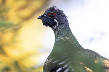 Spruce grouse