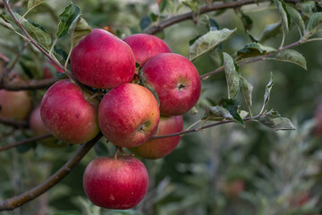 Peaceful apple orchard landscape in autumn, filled with ripe fruit, ideal for agriculture, harvest, and rural lifestyle imagery. Red apples hanging on tree branches under natural sunlight.