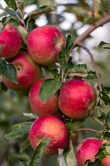 Peaceful apple orchard landscape in autumn, filled with ripe fruit, ideal for agriculture, harvest, and rural lifestyle imagery. Red apples hanging on tree branches under natural sunlight.