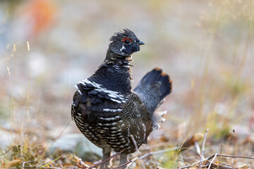 Spruce grouse