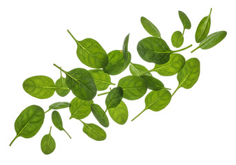 Fototapeta premium Fresh Baby Spinach Leaves Floating - Vibrant Green Vegetables Scattered on White Background