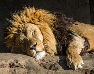 Obraz premium Majestic lion resting on rock