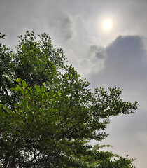 Fototapeta premium Bright green foliage of Terminalia mantaly, Madagascar almond tree, against cloudy sky with sunlight