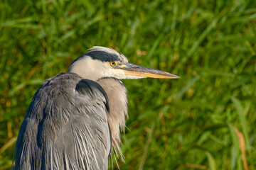 Close-up portrait of a grey heron with blurred reeds in the background	