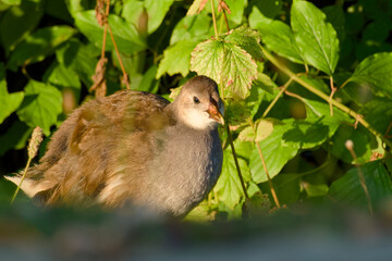 Close-up of a young common moorhen