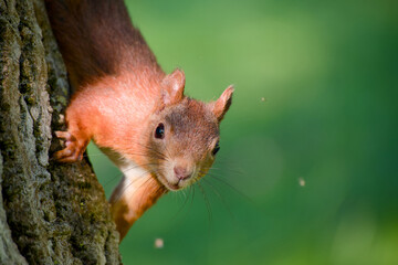 Curious squirrel looking into the camera