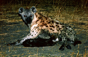 Obraz premium hyena with cubs at night