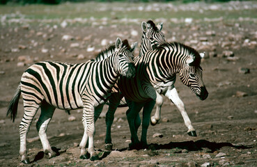 zebra in the wild