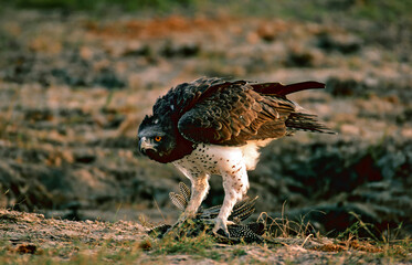 Martial eagle