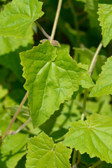 Fototapeta premium Creeping Gloxinia leaves - Latin name - Lophospermum erubescens