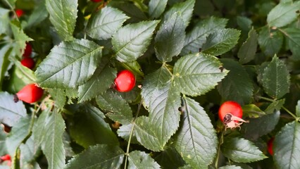 Bright red rose hips among dense green foliage — natural aesthetics, health benefits, and...