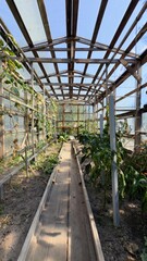 Fototapeta premium Interior of greenhouse with wooden frame, vegetable beds, and sunlight — modern organic farming for agricultural projects, eco advertising, educational materials, packaging, and background content