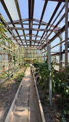 Interior of greenhouse with wooden frame, vegetable beds, and sunlight — modern organic farming for agricultural projects, eco advertising, educational materials, packaging, and background content