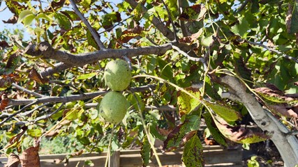 Autumn Ripening of Walnuts on Tree Branch — Close-Up with Seasonal Leaf Aging and Natural Decay
