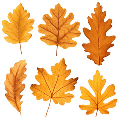 Golden oak leaves isolated on transparent background for seasonal designs and autumn compositions.