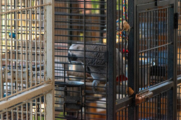 African grey parrot inside a cage © Anastasya