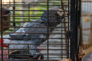African grey parrot inside a cage © Anastasya