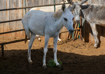Fototapeta premium Disabled donkey standing in farm enclosure