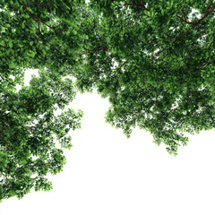 Verdant leafy canopy overhead with bright natural light