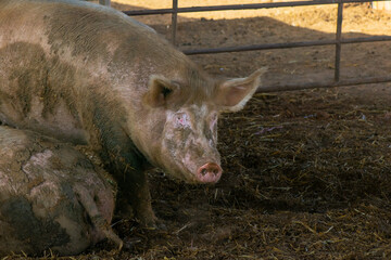 Dirty Pig in Farm Pen Close-Up