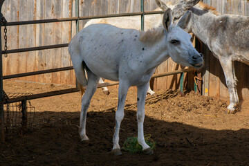 Disabled donkey standing in farm enclosure