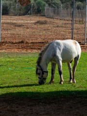 Obraz premium Portraits and Stable Views of Horses