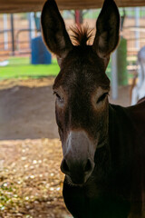 Goats in a farm enclosure and rural environment