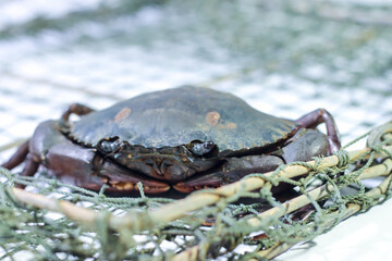 Mud Crab Lying on a Folded Trap on a White Background