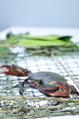 Side View of a Mud Crab Raising Its Claws on a Trap with a Mangrove Leaf, Ready to Fight for Defense