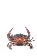 Female Mud Crab Lying on Its Back on a White Background