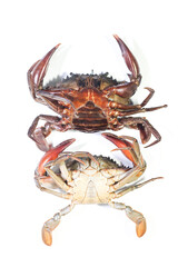 Female and Male Mud Crabs Lying on Their Backs on a White Background