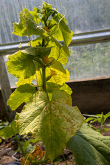 Cucumber plant growing in a greenhouse showing disease, yellowed leaves, and signs of nutrient deficiency or illness