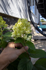 Hand holding a delicate green hydrangea flower, highlighting gardening, plant care, and the beauty of natural flora in daylight