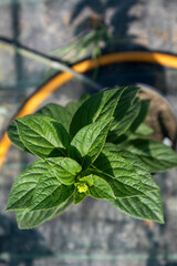 Hydrangea plant growing, fresh green leaves and tiny flower buds blooming in a garden nursery pot