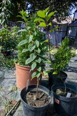 Young plants growing in nursery pots, showing green leaves and new growth for gardening and horticulture projects