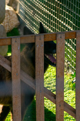Rescued dogs in animal shelter waiting for adoption